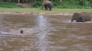 ELEPHANT viral video