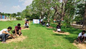 meerpur tree planting