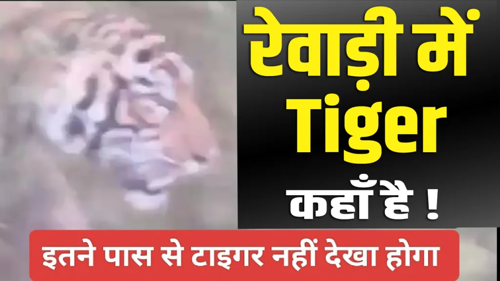 Latest Rewari Tiger News