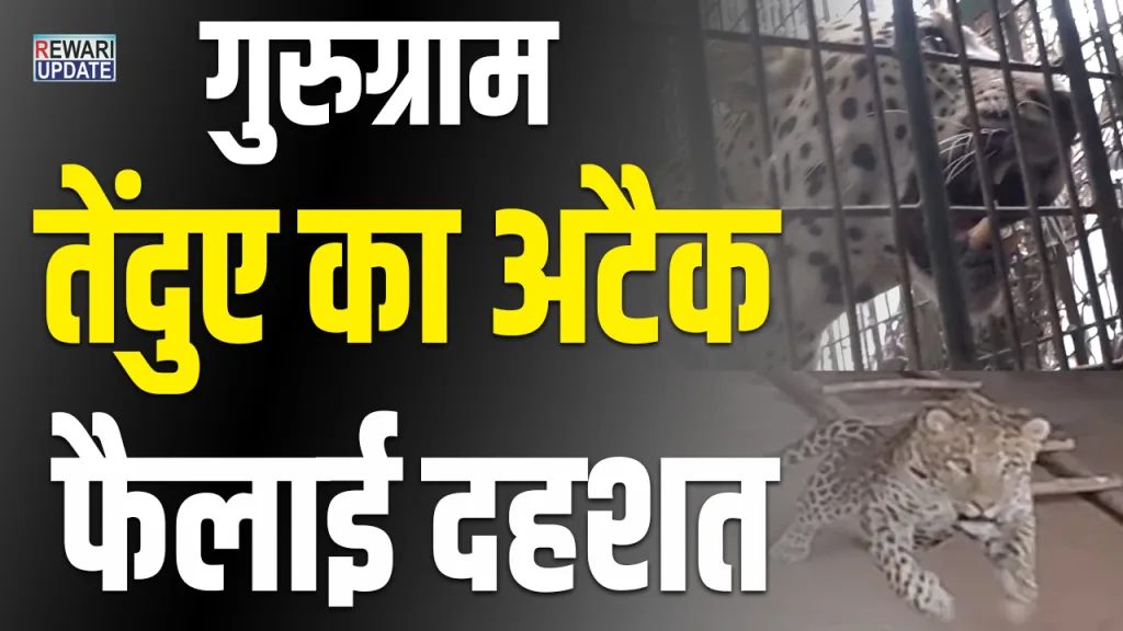 Leopard Gurugram News