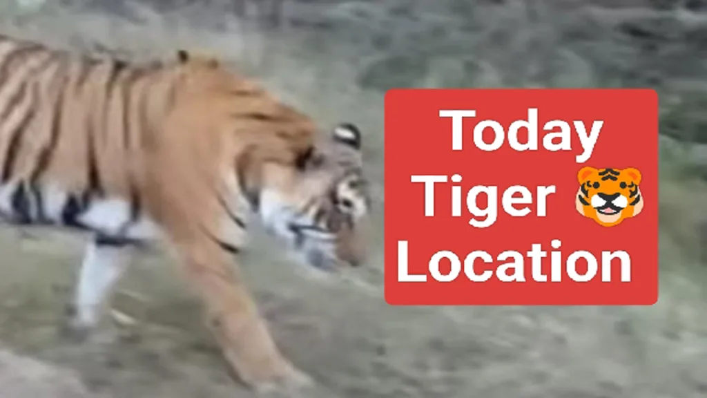 Latest Tiger News Live