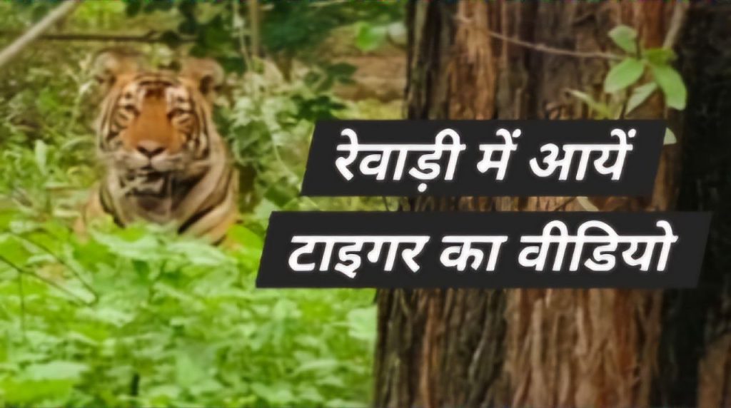 Rewari tiger video