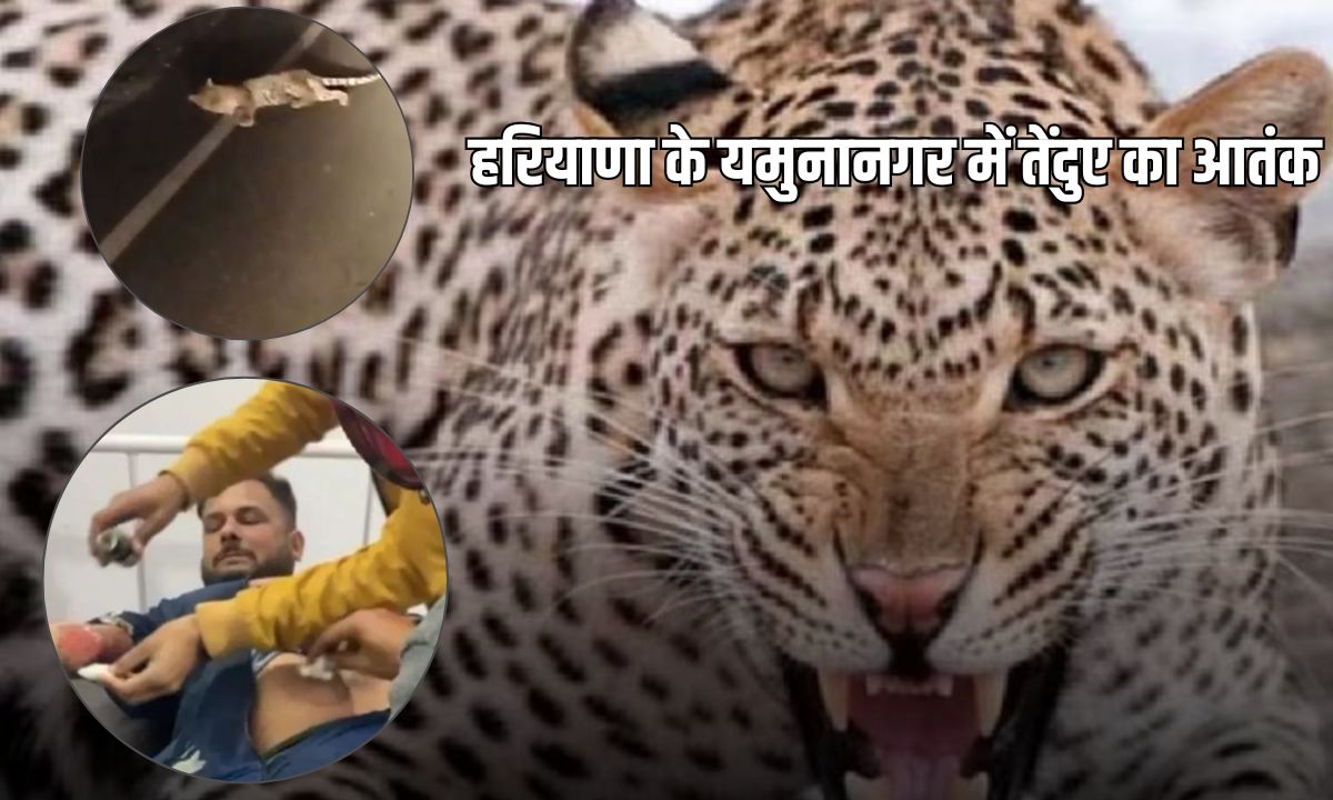 Haryana News: हरियाणा के यमुनानगर में तेंदुए ने किया बाइक सवार पर जानलेवा हमला, जानें पकड़ा गया या नहीं? 4 Add a heading 2025 03 09T143627.687