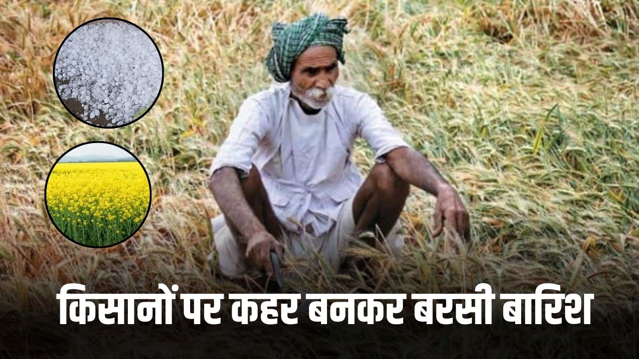 Haryana Rain Alert: हरियाणा में बारिश और ओलावृष्टि ने बढ़ाई किसानों की टेंशन, फसल हुई बर्बाद 5 किसानों पर कहर बनकर बरसी बारिश