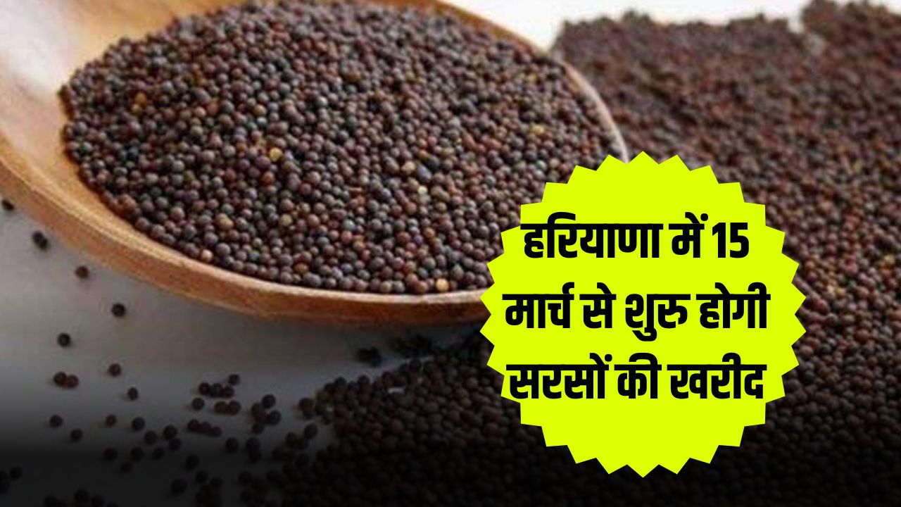 Purchase of Mustard: हरियाणा में 15 मार्च से शुरु होगी सरसों की खरीद, यहां देखें 5 हरियाणा में 15 मार्च से शुरु होगी सरसों की खरीद 1