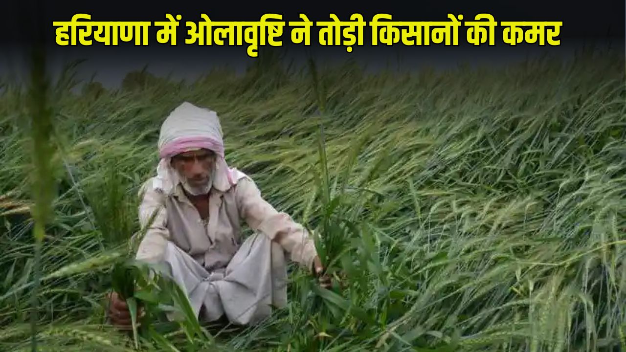 Haryana Weather: हरियाणा में ओलावृष्टि ने तोड़ी किसानों की कमर, जानें आगे कैसा रहेगा मौसम? 4 हरियाणा में ओलावृष्टि ने तोड़ी किसानों की कमर