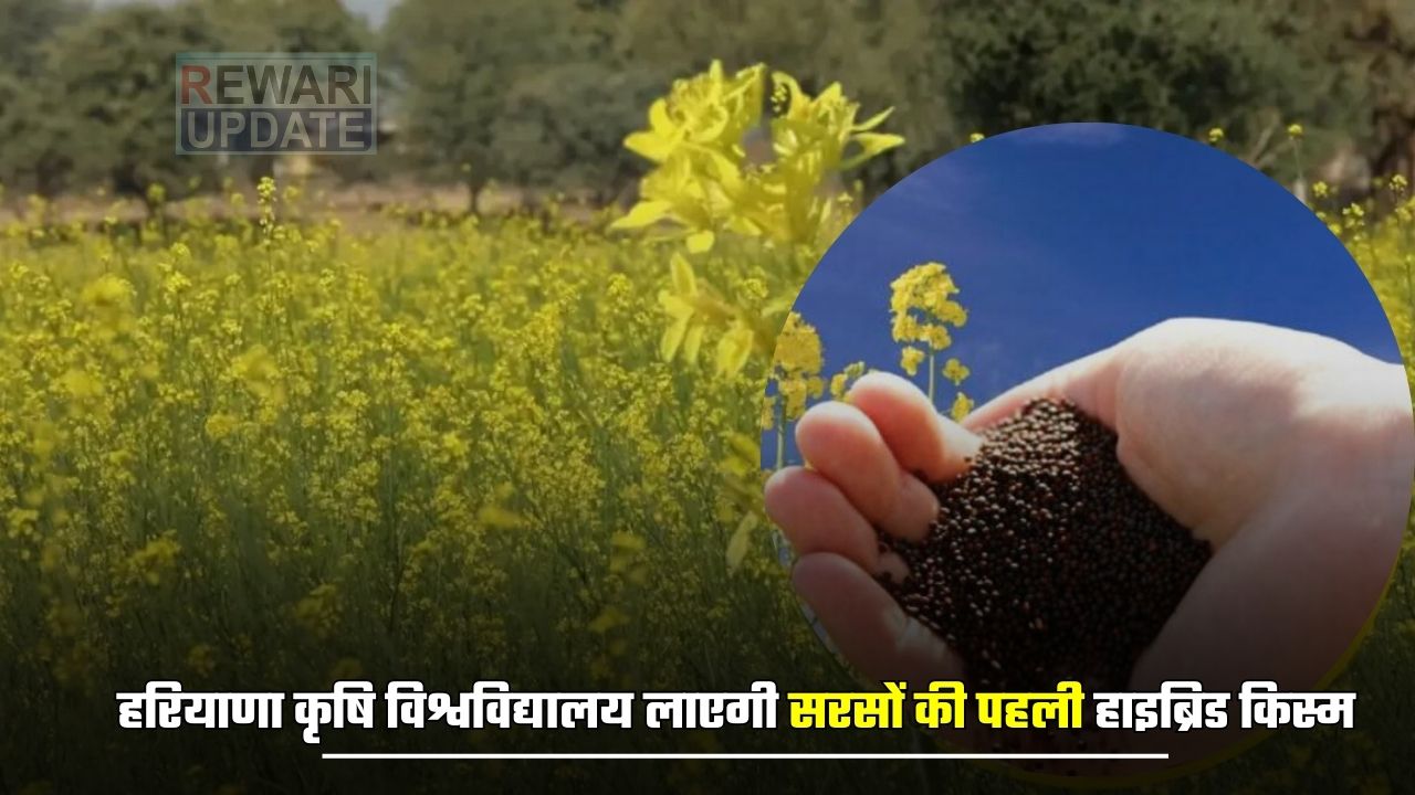 Haryana : हरियाणा कृषि विश्वविद्यालय लाएगी सरसों की पहली हाइब्रिड किस्म, 8 फीसदी अधिक होगी पैदावार 5 huge 2025 04 02T091605.898