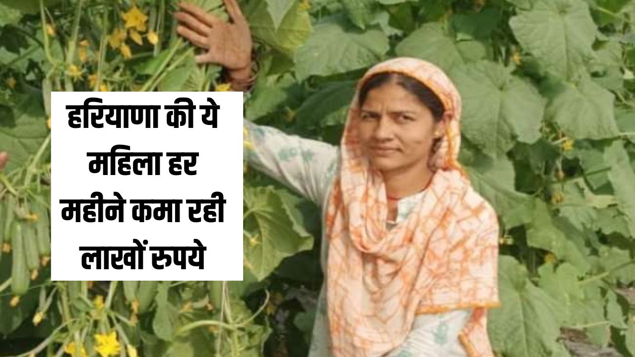Success Story: हरियाणा की ये महिला हर महीने कमा रही लाखों रुपये, मजदूरी छोड़ शुरु की नेट फार्मिंग 5 Success