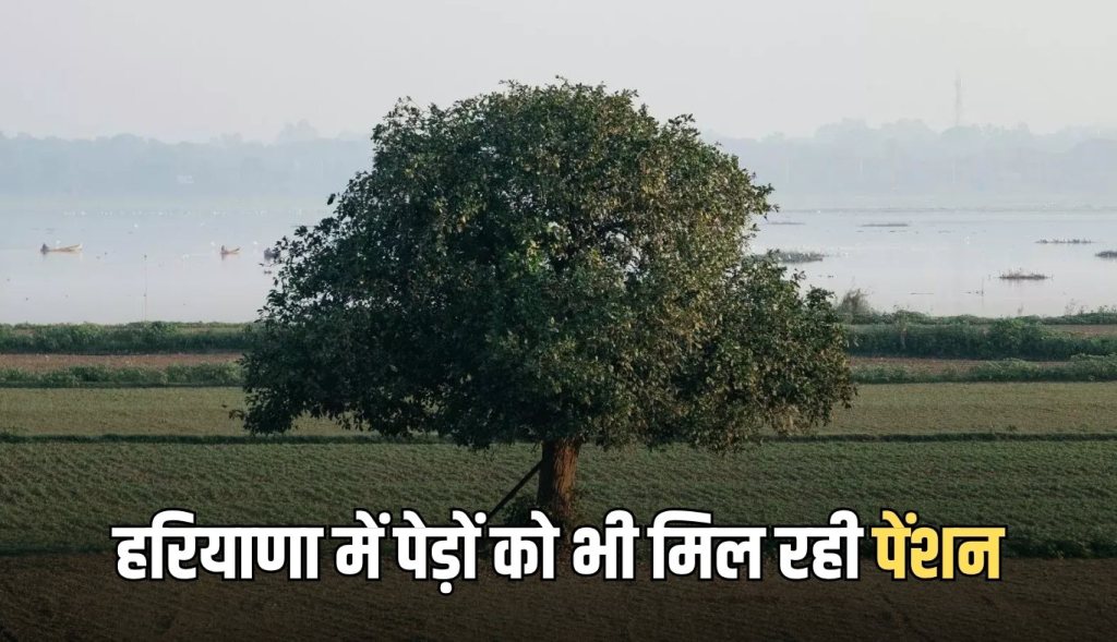 Trees are also getting pension in Haryana