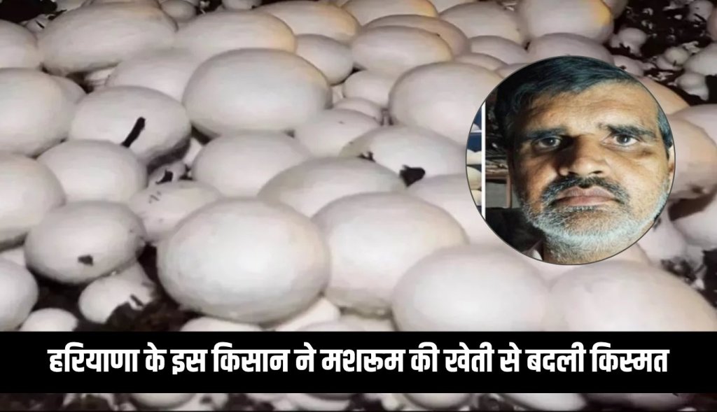 This Haryana farmer changed his fortune with mushroom farming