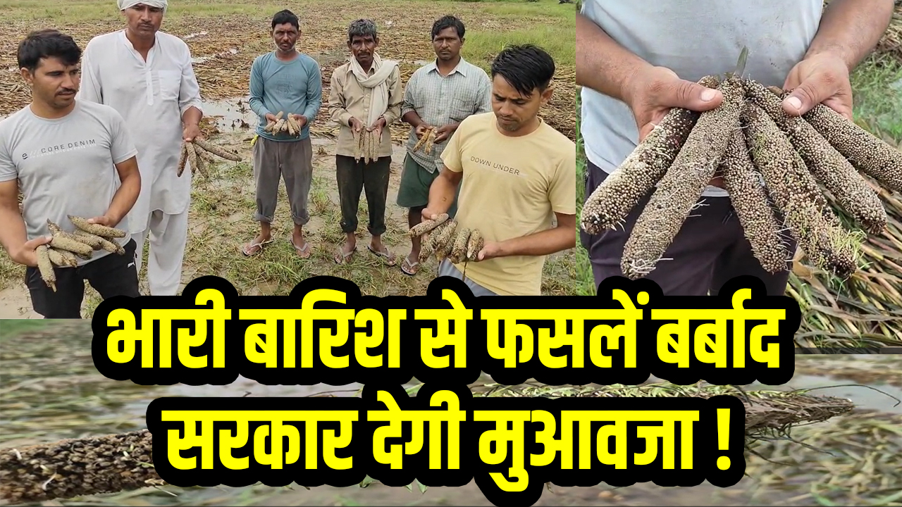 Rewari News: रेवाड़ी जिले मे भारी बारिश से फसलें बर्बाद, किसान कर रहे मुआवजे की मांग 5 Crops destroyed due to heavy rain in Rewari district
