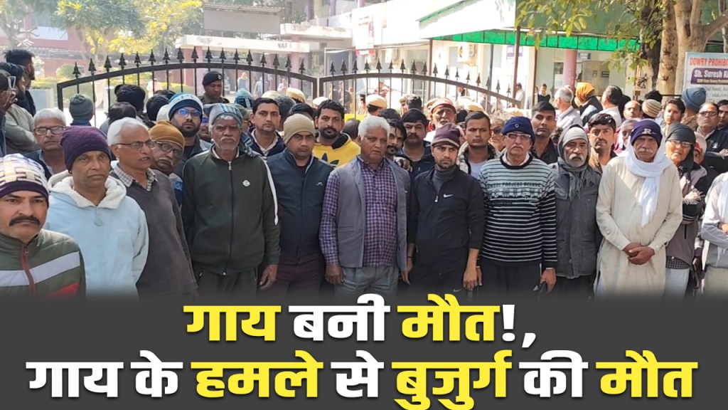 Rewari news: Elderly man dies after being attacked by cow