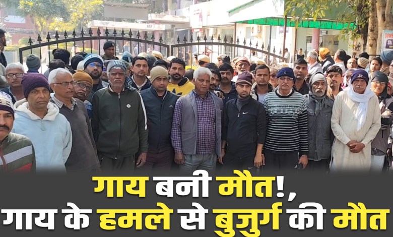 Rewari news: Elderly man dies after being attacked by cow